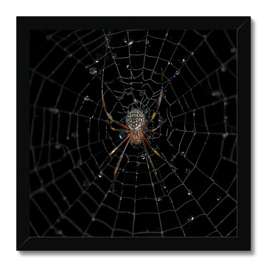 "Charlotte's Web"